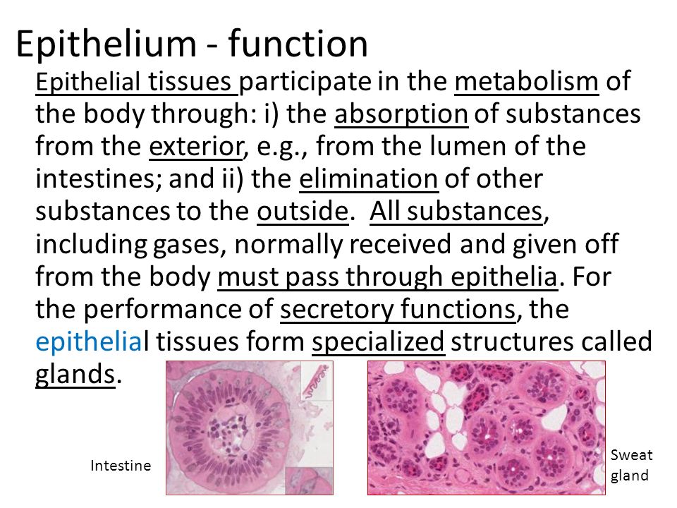 Epithelial tissue functions